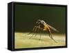 Small fleck-winged snipefly sitting in typical posture on log, UK-Andy Sands-Framed Stretched Canvas