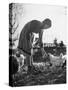 Small Flock of Chickens in Swiss Farmyard Being Fed by Girl of the Farm Family-Yale Joel-Stretched Canvas