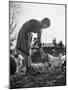 Small Flock of Chickens in Swiss Farmyard Being Fed by Girl of the Farm Family-Yale Joel-Mounted Photographic Print