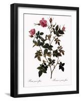 Small-Flowered Rose-Pierre Joseph Redoute-Framed Giclee Print