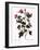 Small-Flowered Rose-Pierre Joseph Redoute-Framed Giclee Print