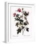 Small-Flowered Rose-Pierre Joseph Redoute-Framed Giclee Print