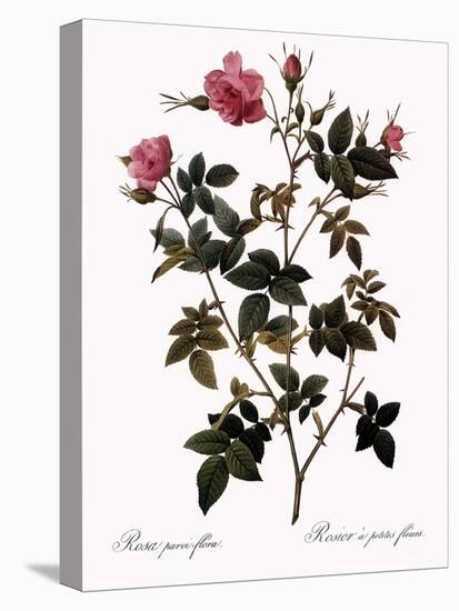 Small-Flowered Rose-Pierre Joseph Redoute-Stretched Canvas