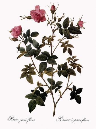 https://imgc.allpostersimages.com/img/posters/small-flowered-rose_u-L-Q1I5FIU0.jpg?artPerspective=n
