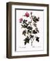 Small-Flowered Rose-Pierre Joseph Redoute-Framed Giclee Print