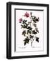 Small-Flowered Rose-Pierre Joseph Redoute-Framed Giclee Print