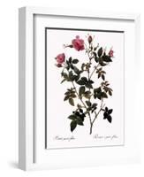 Small-Flowered Rose-Pierre Joseph Redoute-Framed Giclee Print