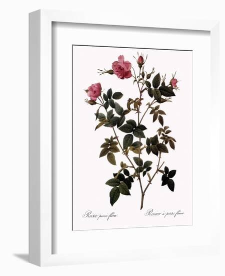 Small-Flowered Rose-Pierre Joseph Redoute-Framed Giclee Print