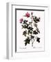 Small-Flowered Rose-Pierre Joseph Redoute-Framed Giclee Print