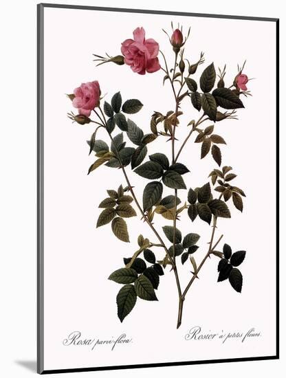 Small-Flowered Rose-Pierre Joseph Redoute-Mounted Giclee Print