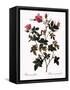 Small-Flowered Rose-Pierre Joseph Redoute-Framed Stretched Canvas