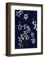 Small Flowers-Incado-Framed Photographic Print