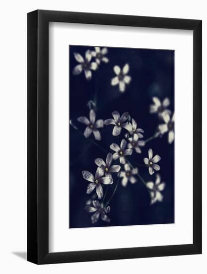 Small Flowers-Incado-Framed Photographic Print