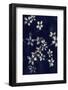 Small Flowers-Incado-Framed Photographic Print