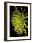 Small Fuji Mum II-Renee W. Stramel-Framed Art Print