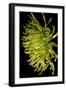 Small Fuji Mum II-Renee W. Stramel-Framed Art Print