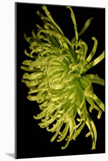 Small Fuji Mum II-Renee W. Stramel-Mounted Art Print