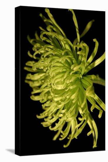 Small Fuji Mum II-Renee W. Stramel-Stretched Canvas