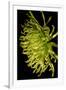 Small Fuji Mum II-Renee W. Stramel-Framed Art Print