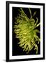 Small Fuji Mum II-Renee W. Stramel-Framed Art Print