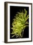 Small Fuji Mum III-Renee W. Stramel-Framed Art Print