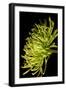 Small Fuji Mum III-Renee W. Stramel-Framed Art Print