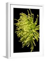 Small Fuji Mum IV-Renee W. Stramel-Framed Art Print