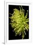 Small Fuji Mum IV-Renee W. Stramel-Framed Art Print