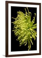 Small Fuji Mum IV-Renee W. Stramel-Framed Art Print