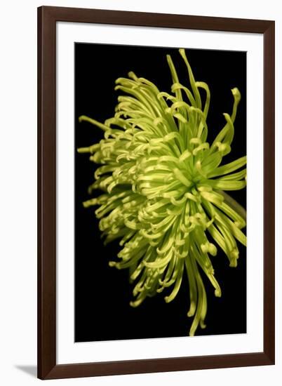 Small Fuji Mum IV-Renee W. Stramel-Framed Art Print