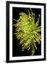 Small Fuji Mum IV-Renee W. Stramel-Framed Art Print