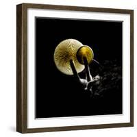 Small Fungus Growing on the Dead Wood in Backlight. Creative Backlit Macro Photography.-Martin Janca-Framed Photographic Print