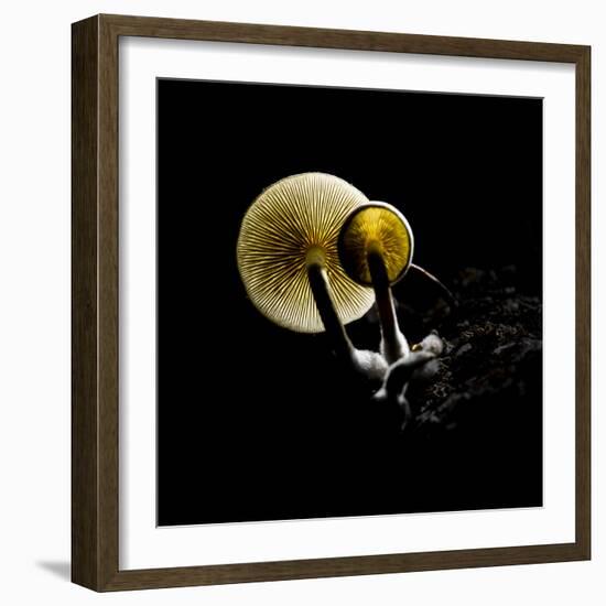 Small Fungus Growing on the Dead Wood in Backlight. Creative Backlit Macro Photography.-Martin Janca-Framed Photographic Print