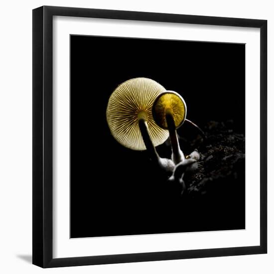 Small Fungus Growing on the Dead Wood in Backlight. Creative Backlit Macro Photography.-Martin Janca-Framed Photographic Print