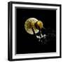 Small Fungus Growing on the Dead Wood in Backlight. Creative Backlit Macro Photography.-Martin Janca-Framed Photographic Print