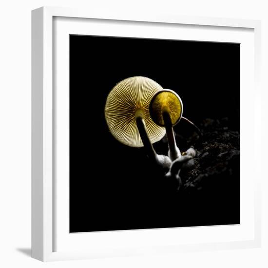 Small Fungus Growing on the Dead Wood in Backlight. Creative Backlit Macro Photography.-Martin Janca-Framed Photographic Print