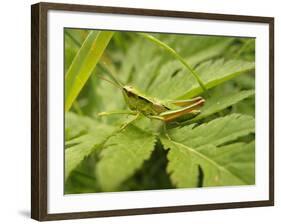 Small Gold Grasshopper on Leaf-Harald Kroiss-Framed Photographic Print