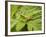 Small Gold Grasshopper on Leaf-Harald Kroiss-Framed Photographic Print