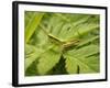Small Gold Grasshopper on Leaf-Harald Kroiss-Framed Photographic Print
