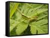Small Gold Grasshopper on Leaf-Harald Kroiss-Framed Stretched Canvas