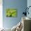 Small Gold Grasshopper on Leaf-Harald Kroiss-Stretched Canvas displayed on a wall