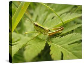 Small Gold Grasshopper on Leaf-Harald Kroiss-Stretched Canvas