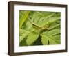 Small Gold Grasshopper on Leaf-Harald Kroiss-Framed Photographic Print