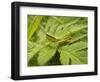 Small Gold Grasshopper on Leaf-Harald Kroiss-Framed Photographic Print