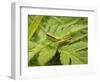 Small Gold Grasshopper on Leaf-Harald Kroiss-Framed Photographic Print