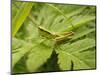 Small Gold Grasshopper on Leaf-Harald Kroiss-Mounted Photographic Print