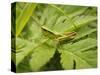 Small Gold Grasshopper on Leaf-Harald Kroiss-Stretched Canvas