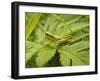 Small Gold Grasshopper on Leaf-Harald Kroiss-Framed Photographic Print