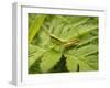 Small Gold Grasshopper on Leaf-Harald Kroiss-Framed Photographic Print