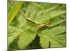 Small Gold Grasshopper on Leaf-Harald Kroiss-Mounted Photographic Print